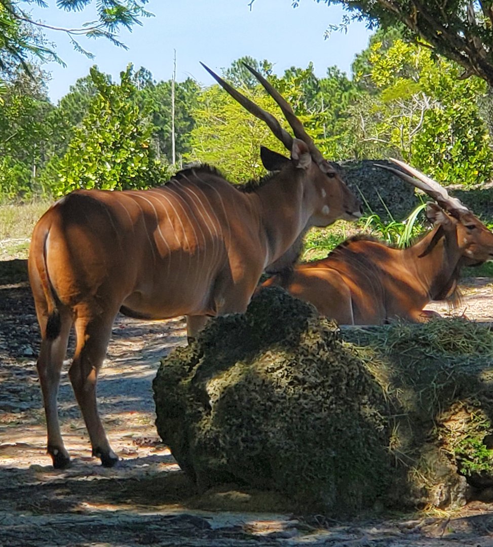 Zoo Miami - Giant Eland