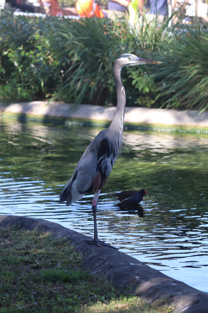 Zoo Miami - Great Blue Heron
