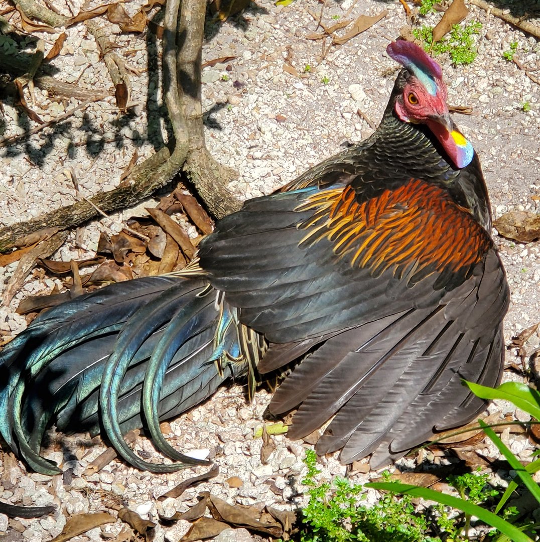 Zoo Miami - Green Junglefowl