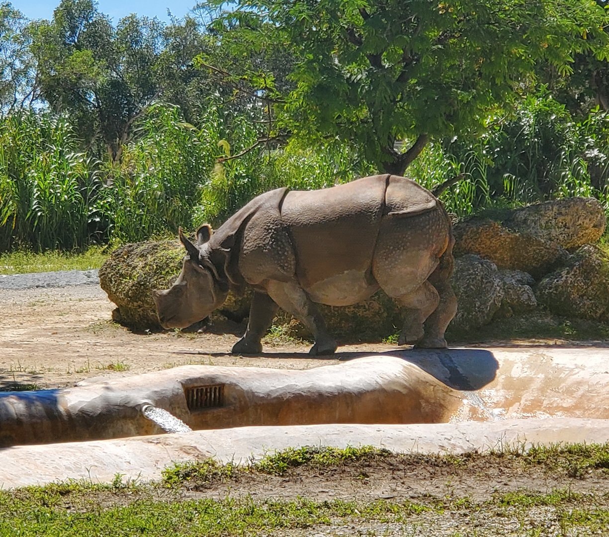 Zoo Miami - Indian Rhinoceros