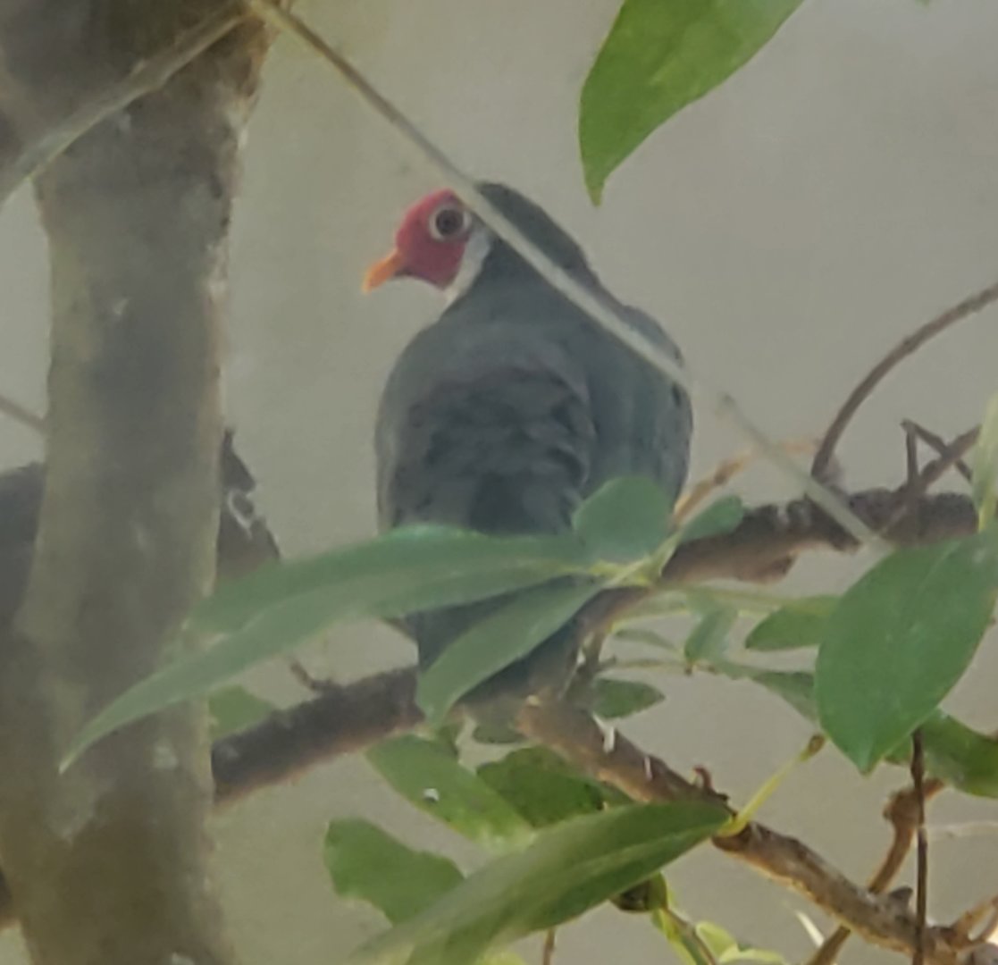 Zoo Miami - Jambu Fruit Dove