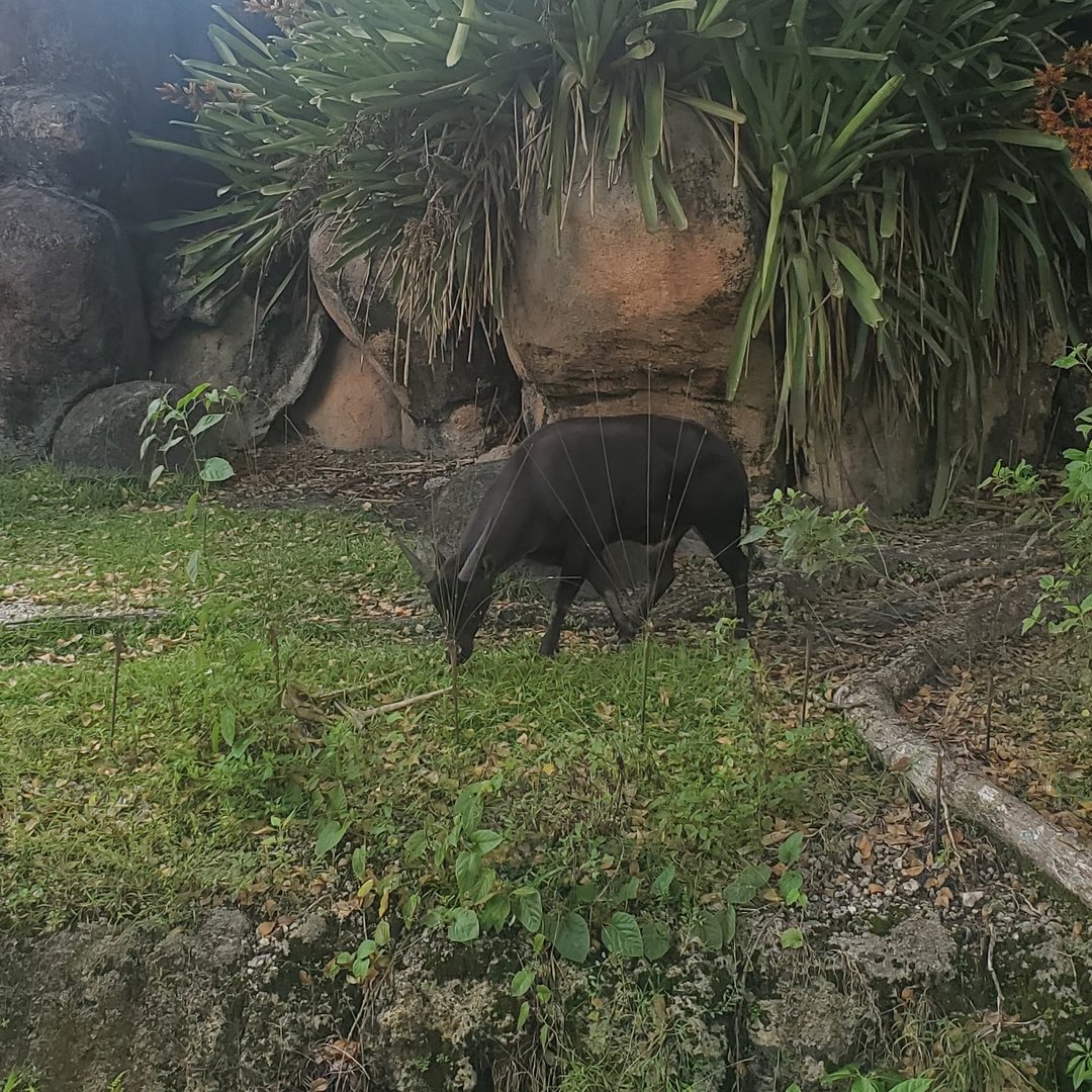 Zoo Miami - Lowland Anoa