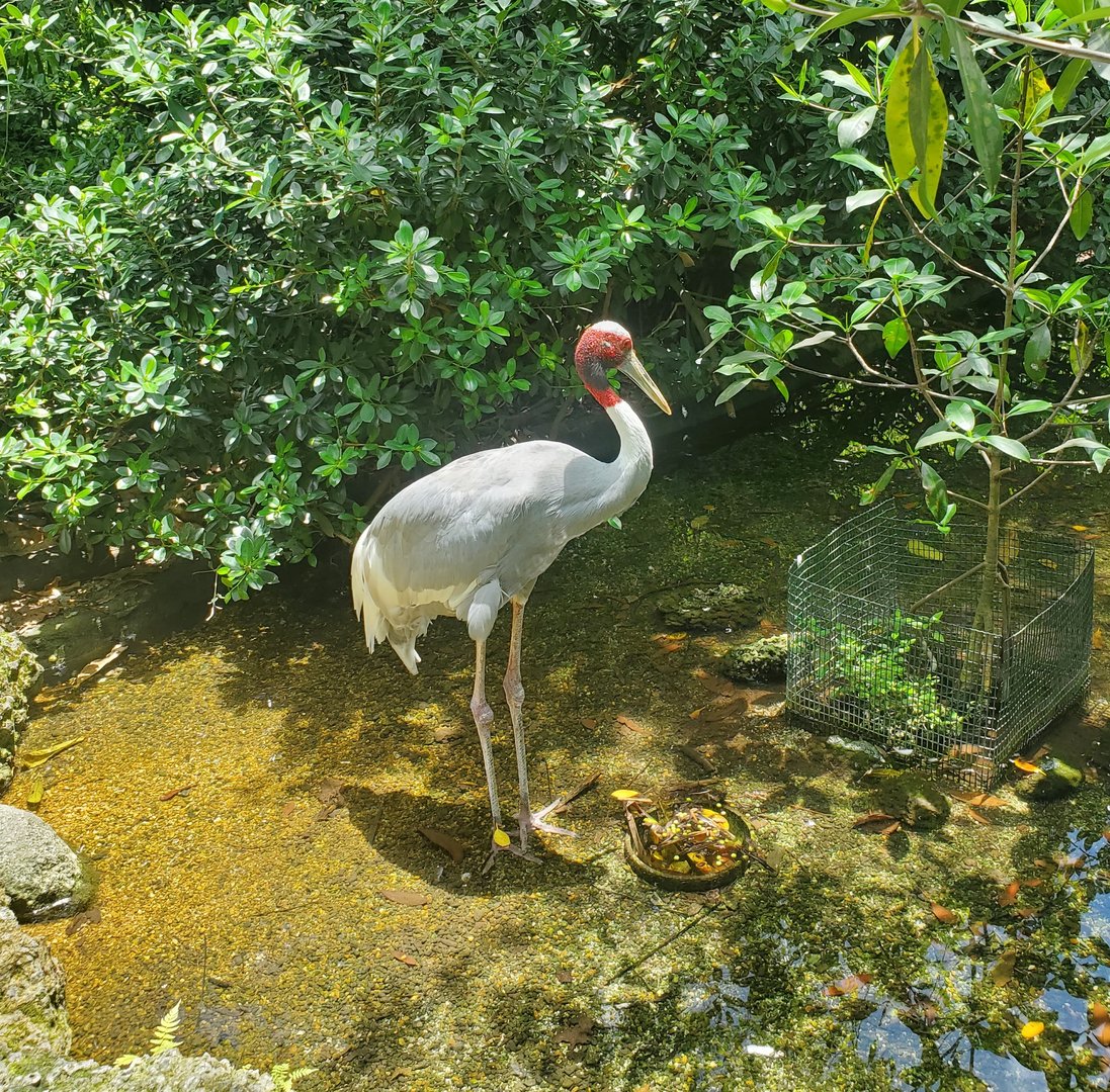 Zoo Miami - Sarus Crane