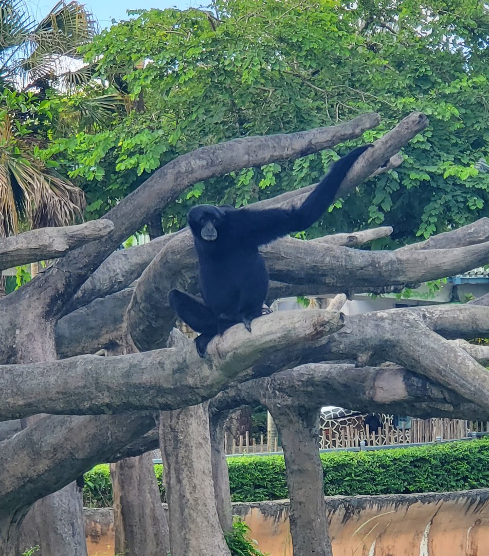 Zoo Miami - Siamang