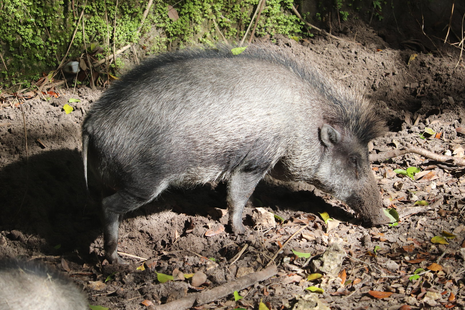 Zoo Miami - Visayan Warty Pig