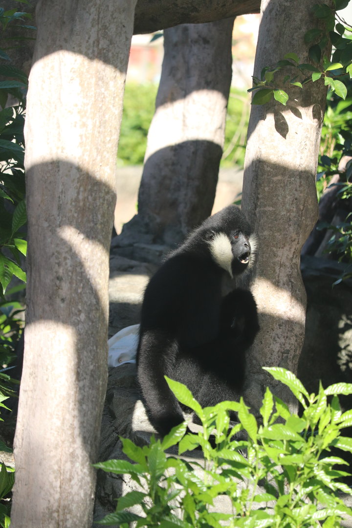 Zoo Miami - White-Cheeked Gibbon