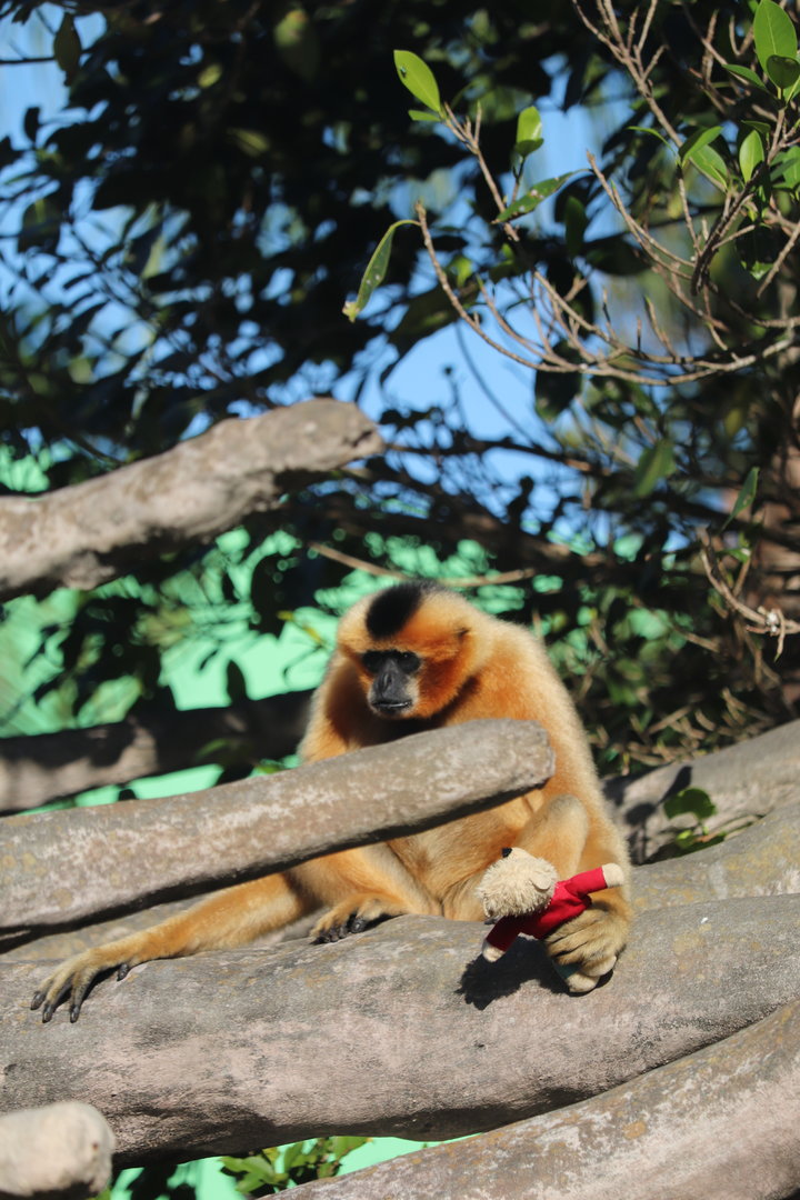 Zoo Miami - White-Cheeked Gibbon