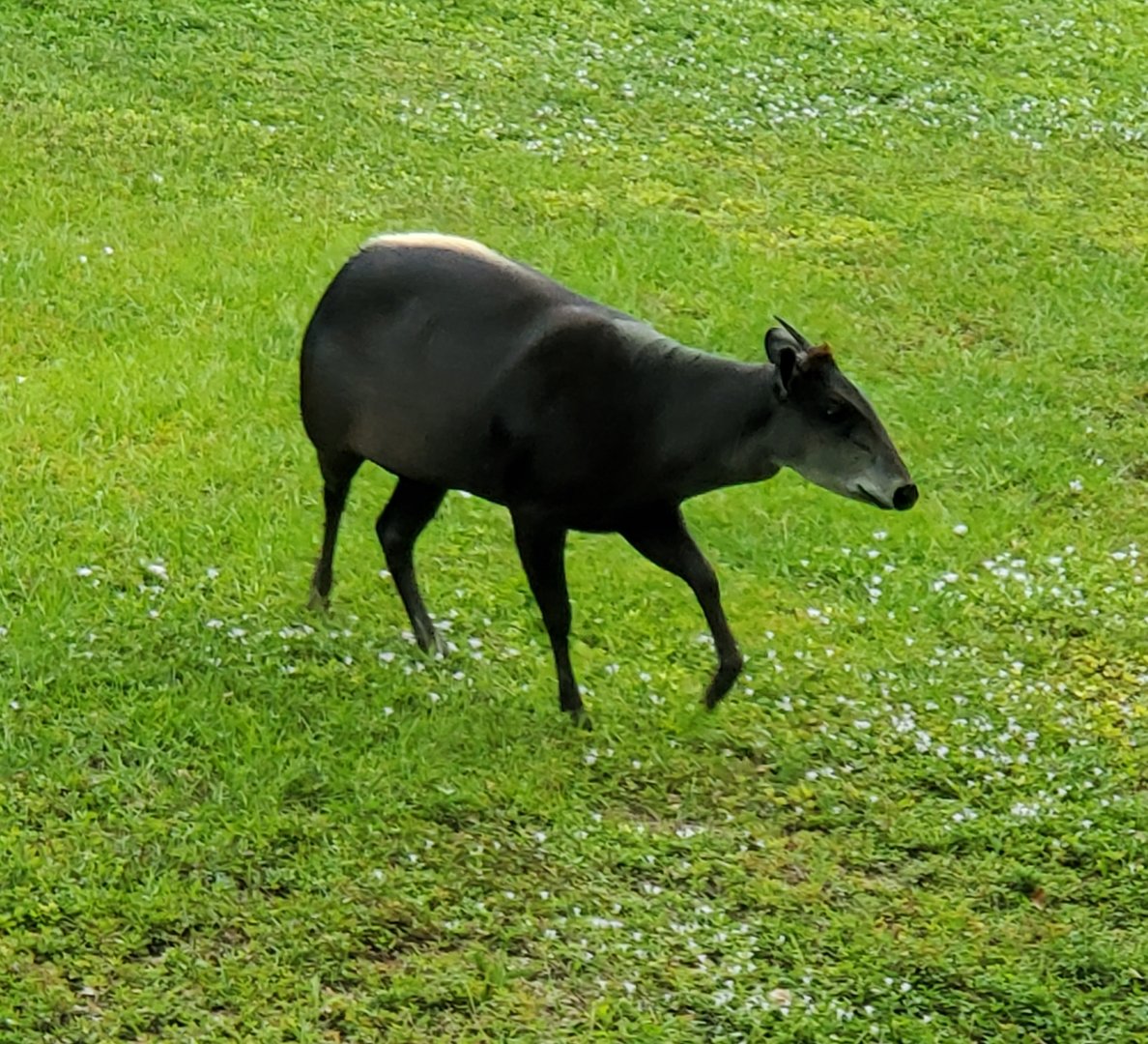 Zoo Miami - Yellow-backed Duiker