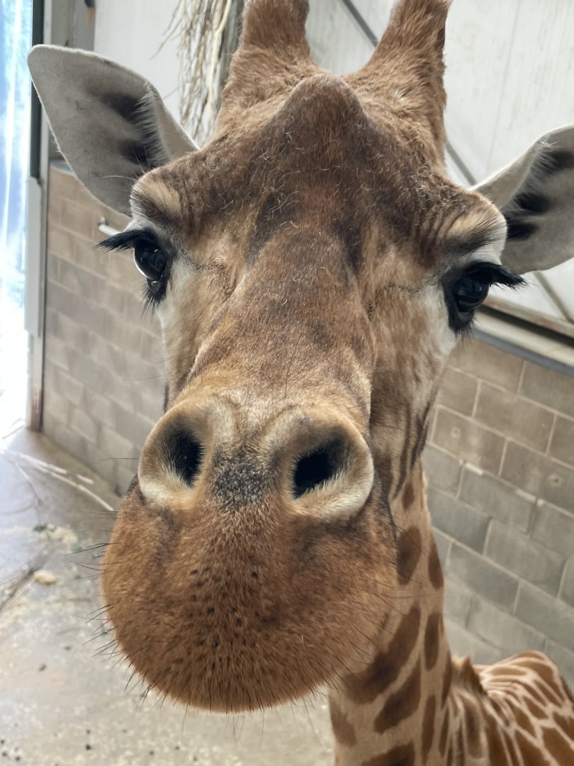 Zoo-mix Giraffe Close-up