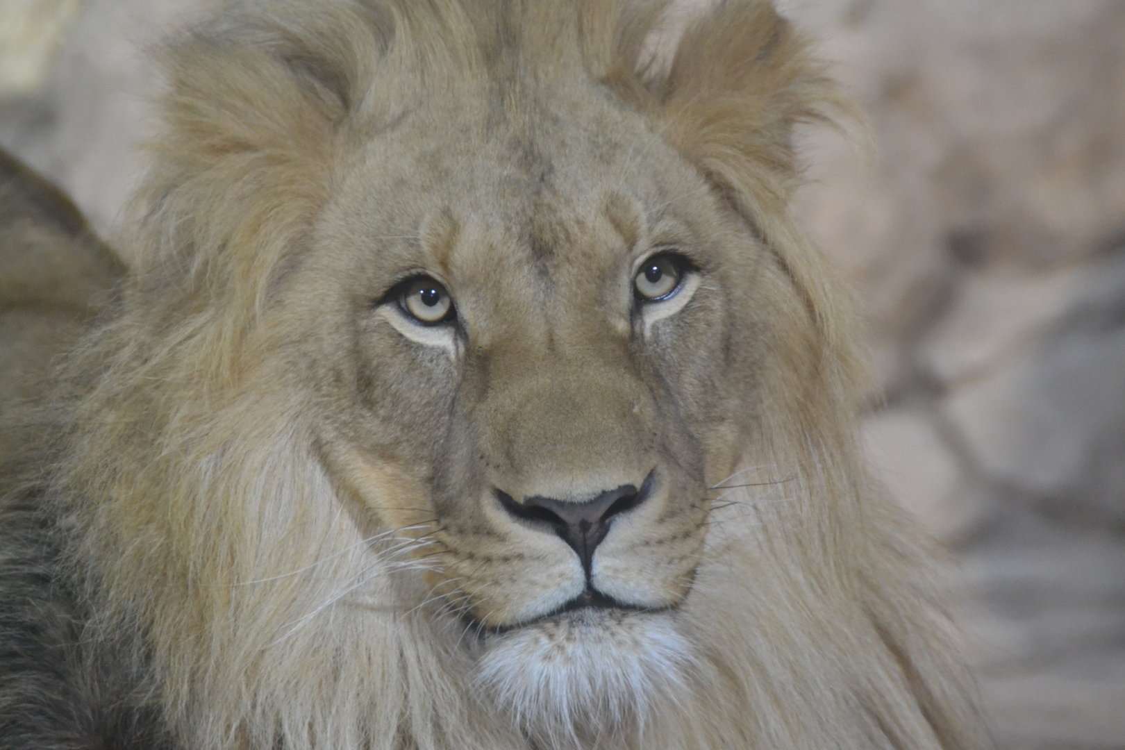 Zoo-mix lion, Matteo