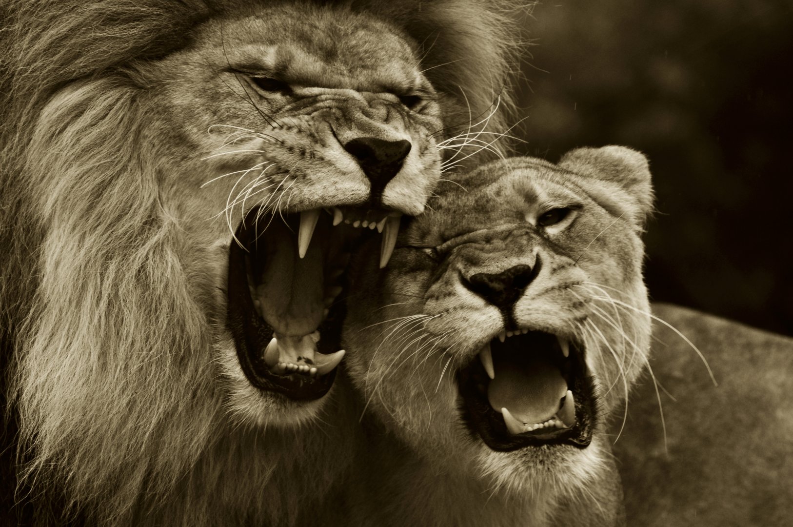 Zoo-mix lion (Panthera leo)