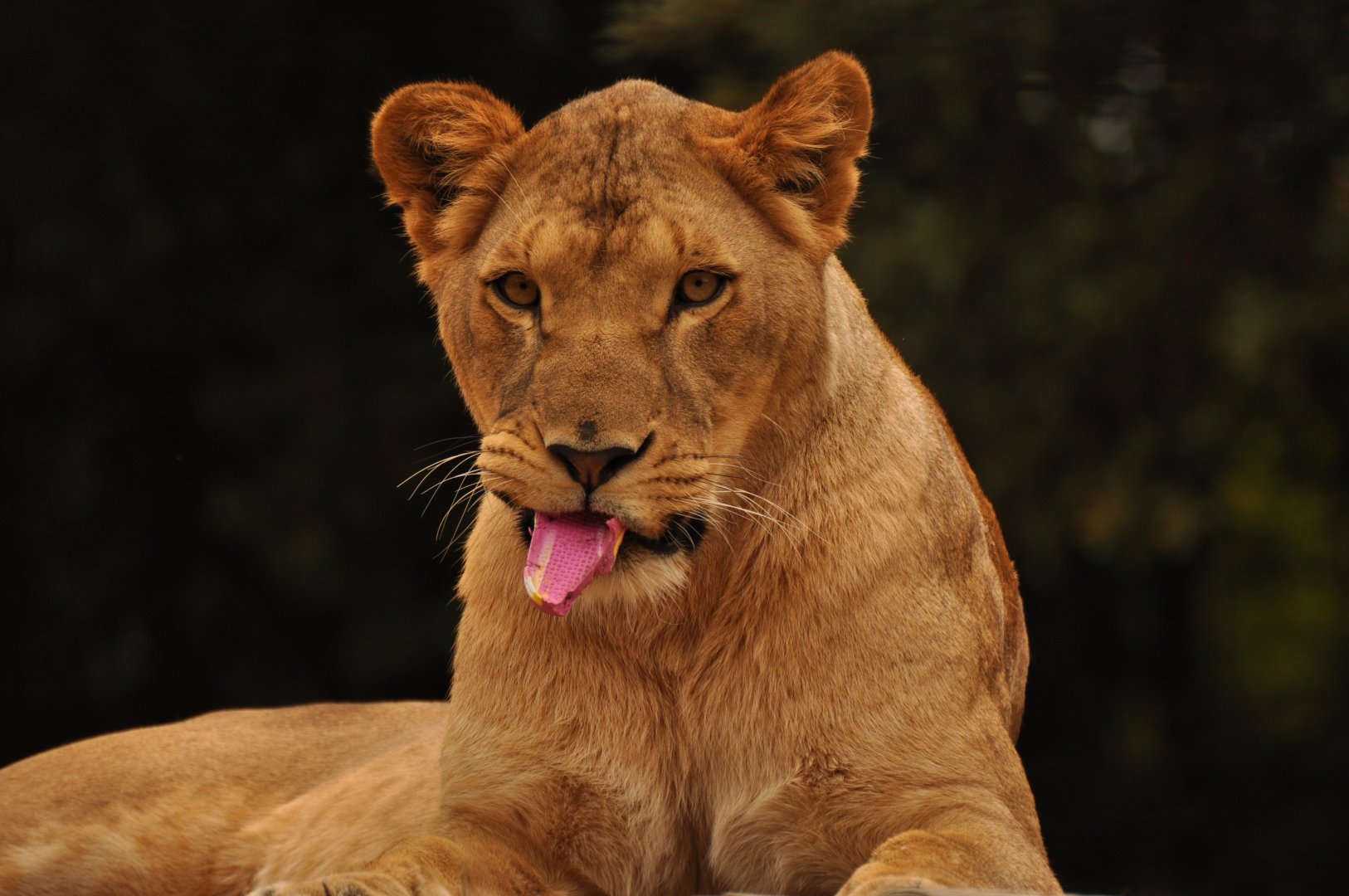 Zoo-mix lion (Panthera leo)
