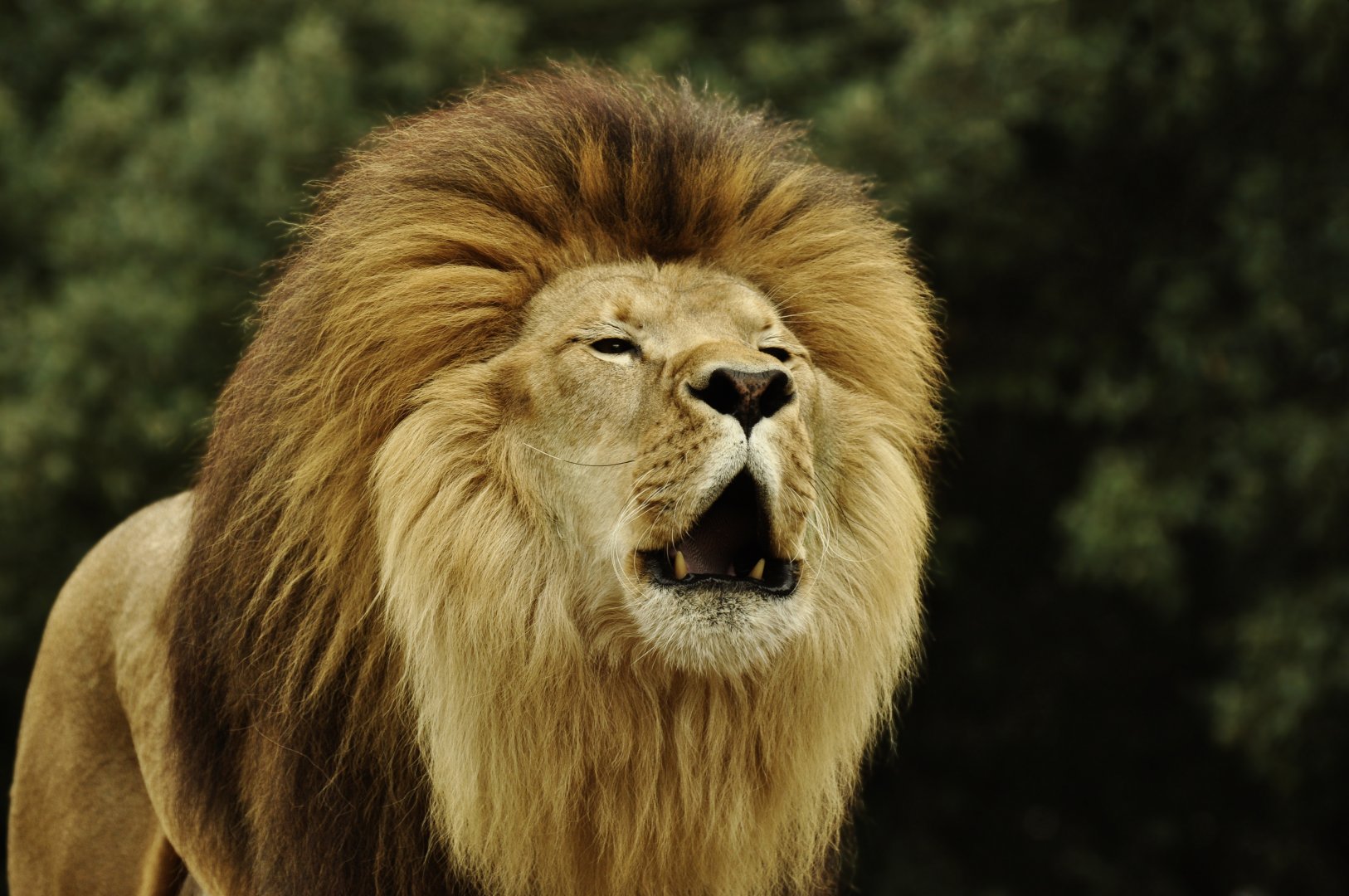Zoo-mix lion (Panthera leo)