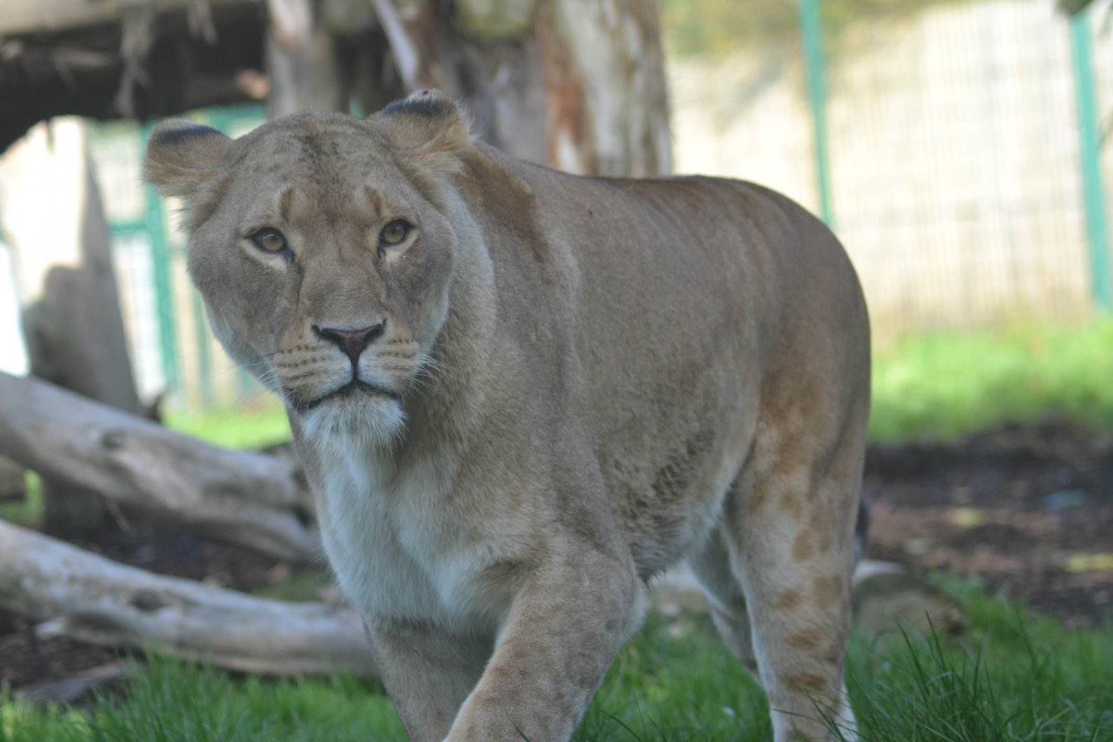 Zoo-mix lioness Hira