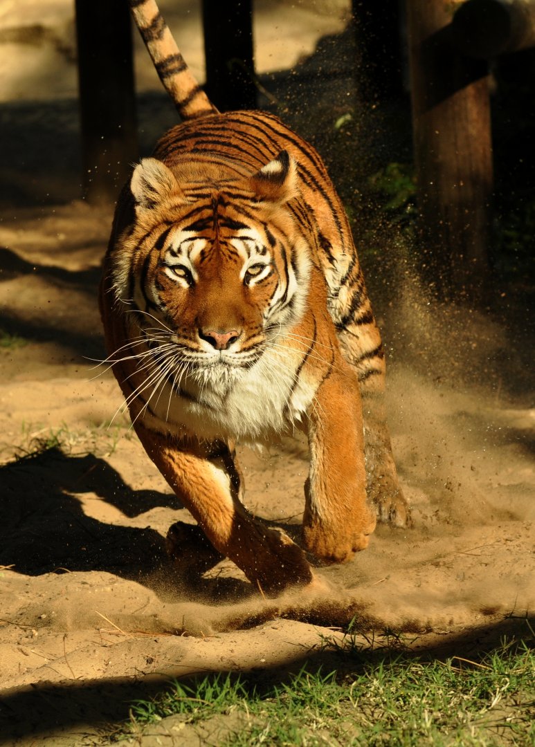 Zoo-mix tiger (Panthera tigris)