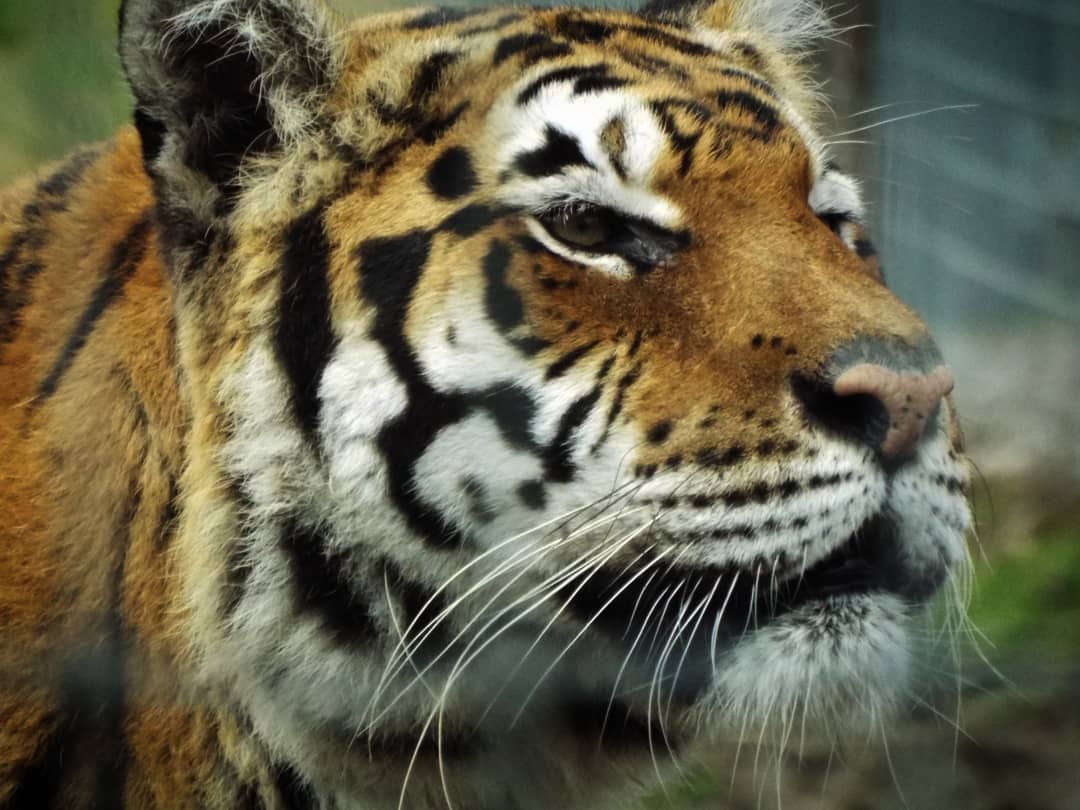 Zoo mix Tiger Woodside Wildlife Park