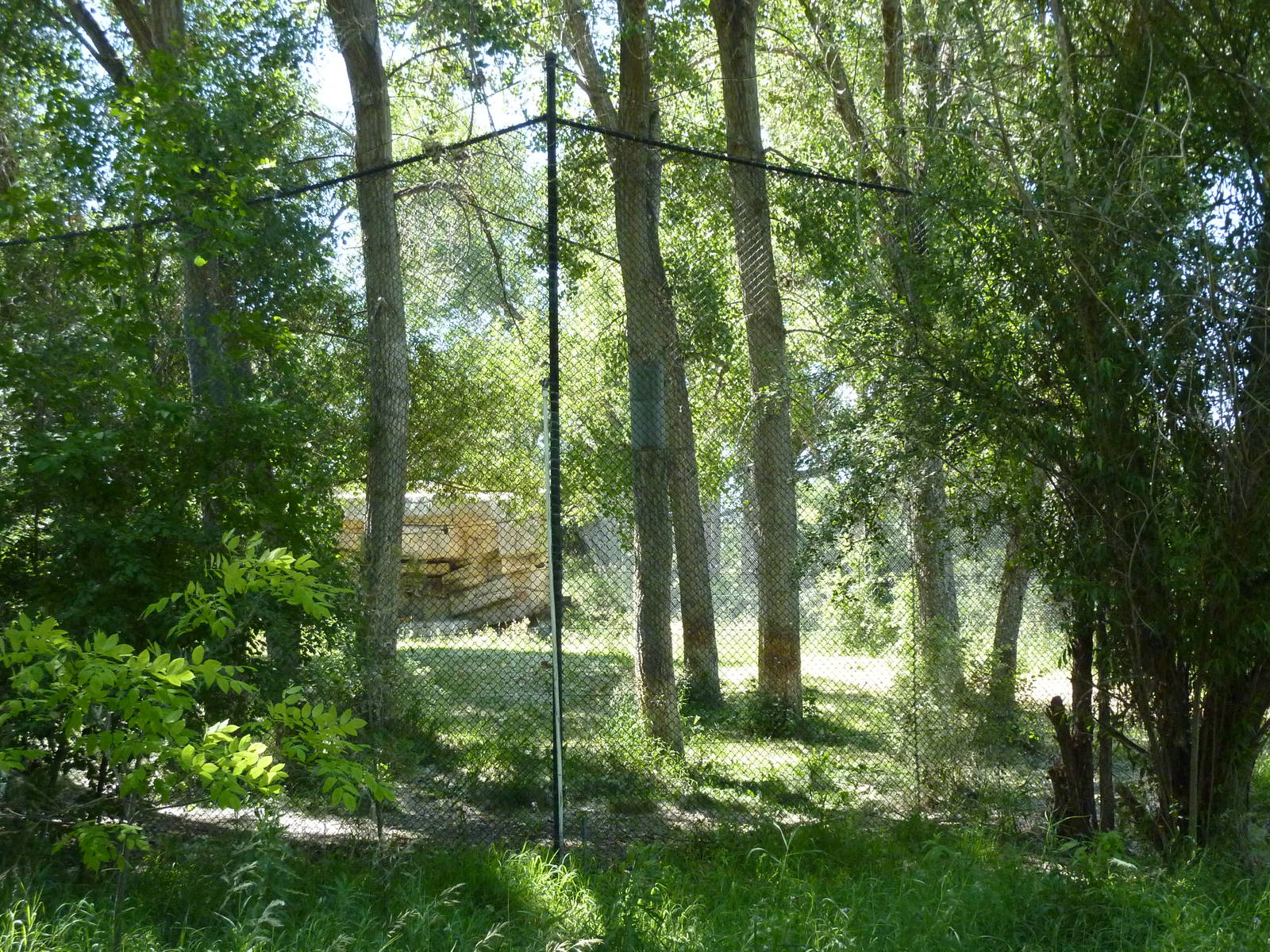 Zoo Montana - Amur Tiger Exhibit