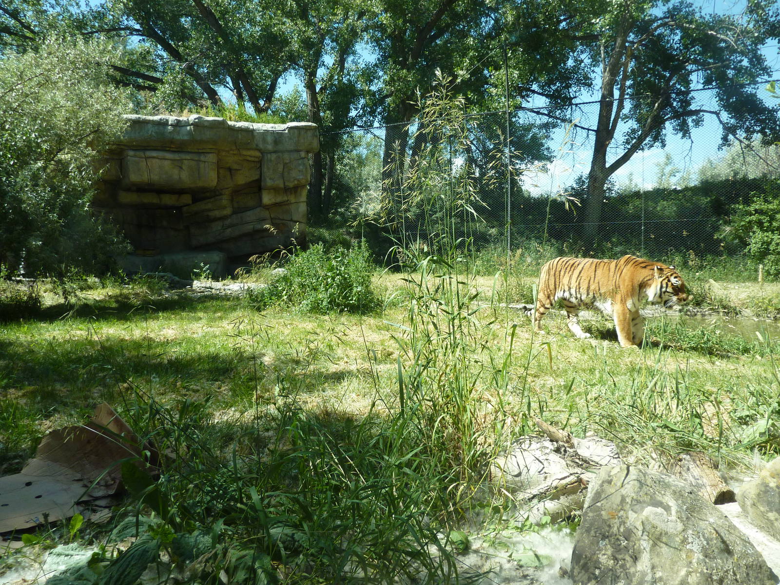 Zoo Montana - Amur Tiger Exhibit