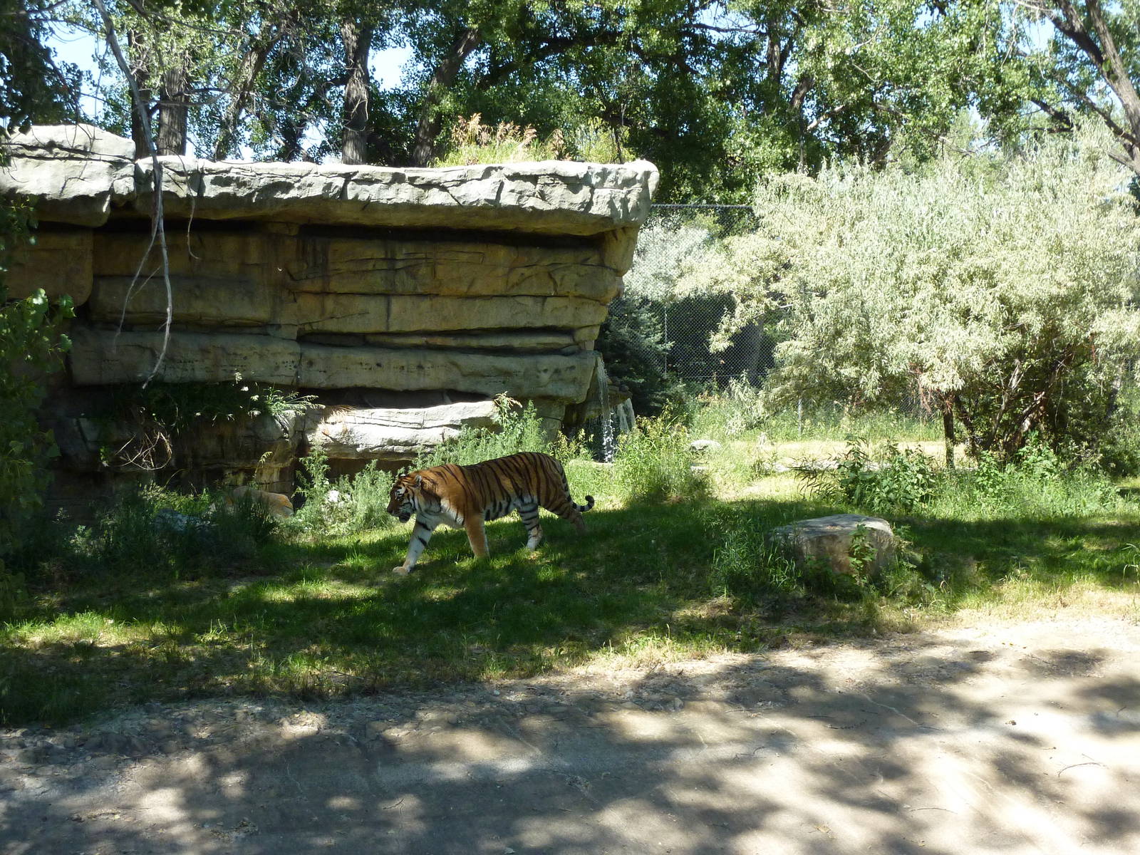 Zoo Montana - Amur Tiger Exhibit