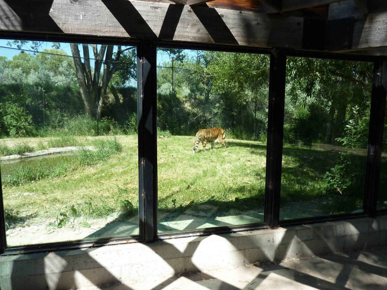 Zoo Montana - Amur Tiger Exhibit