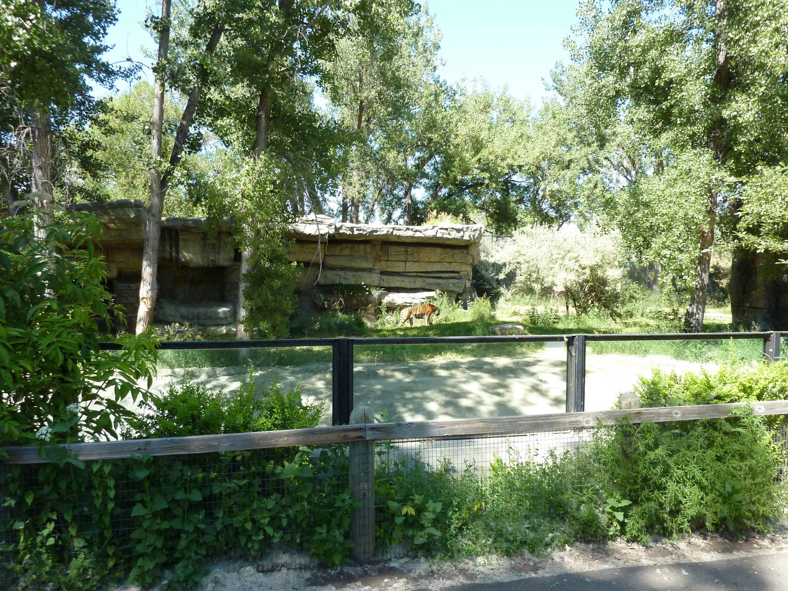 Zoo Montana - Amur Tiger Exhibit
