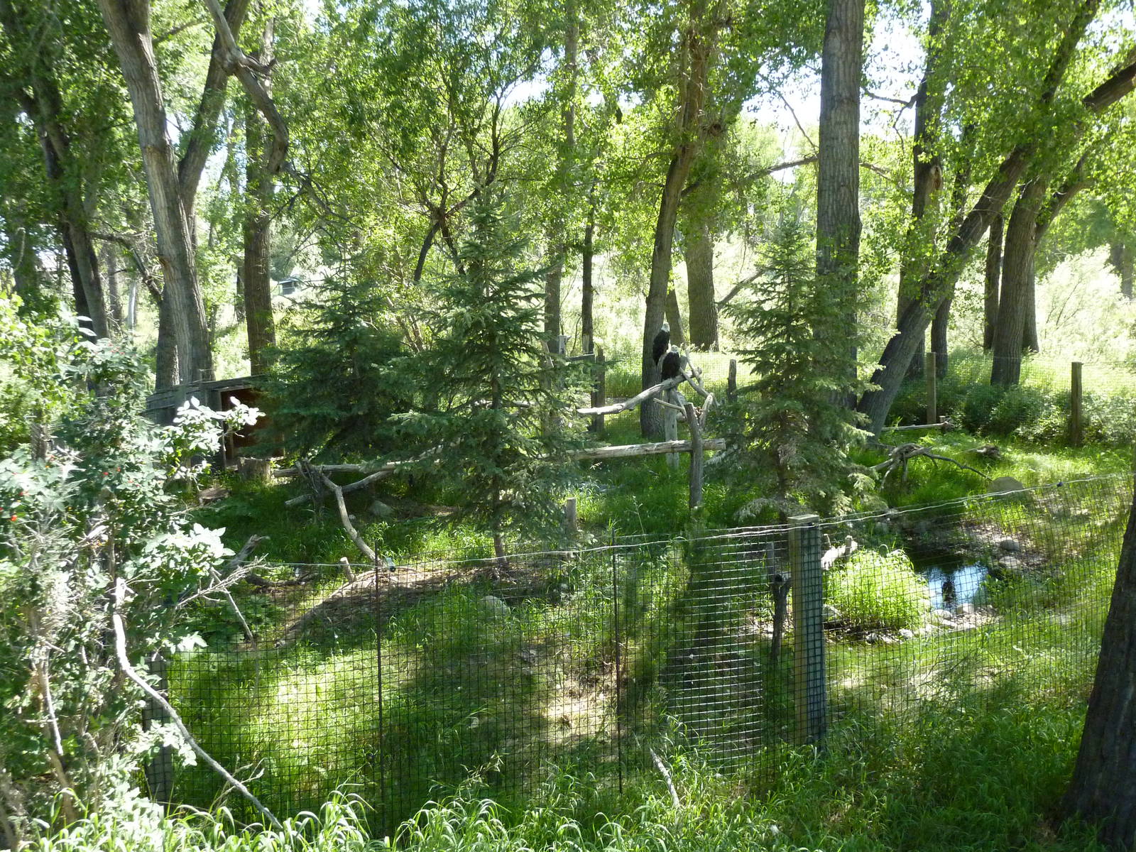 Zoo Montana - Bald Eagle Exhibit
