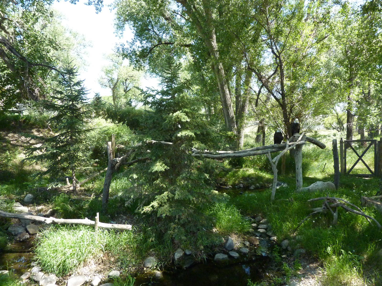 Zoo Montana - Bald Eagle Exhibit