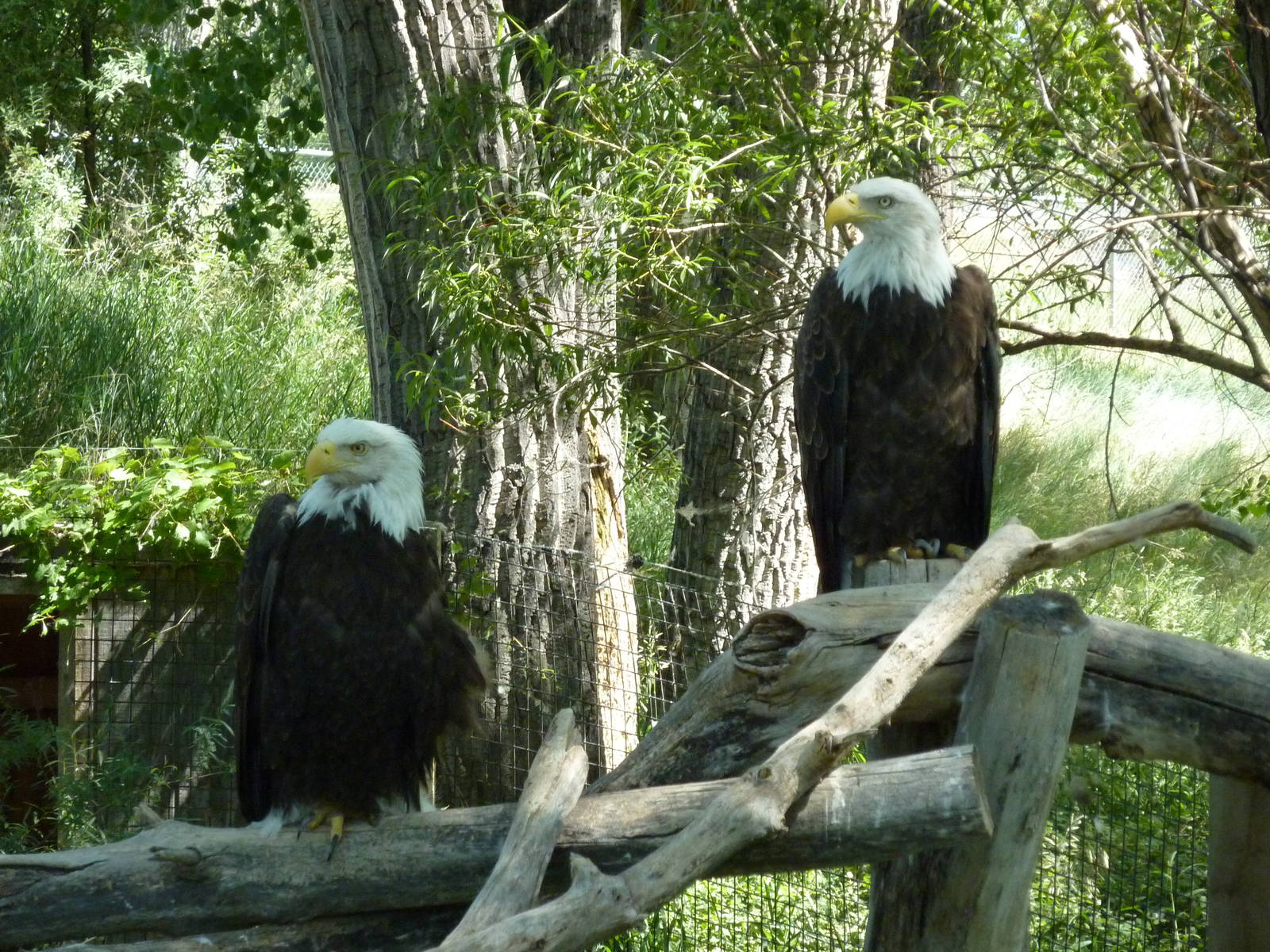 Zoo Montana - Bald Eagles