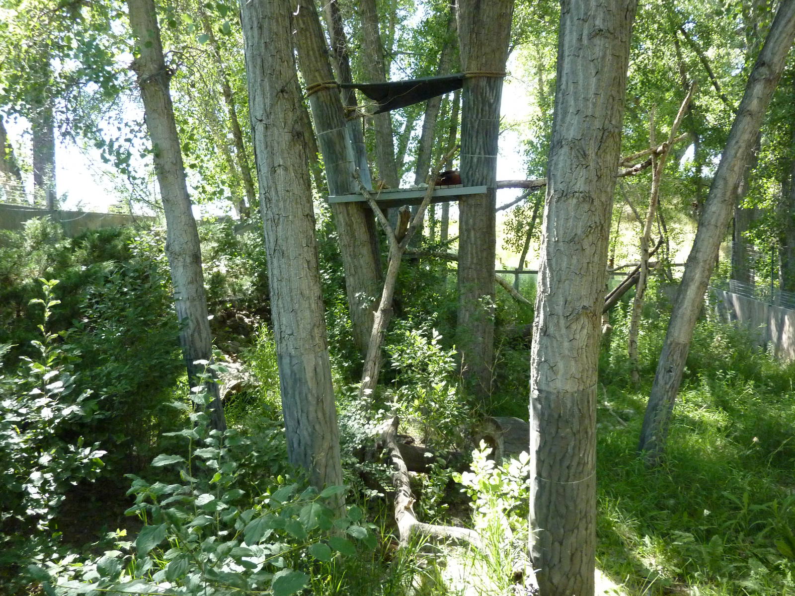 Zoo Montana - Red Panda Exhibit
