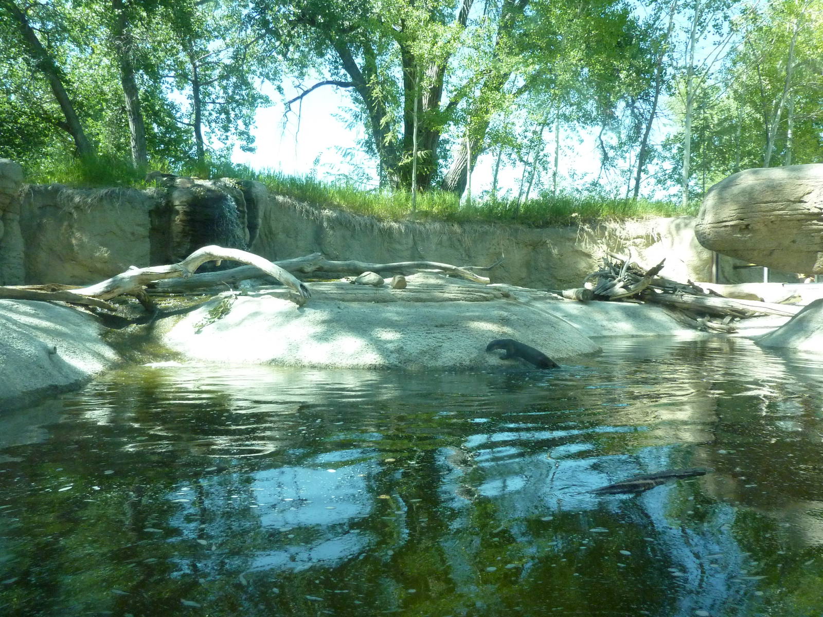 Zoo Montana - River Otter Exhibit