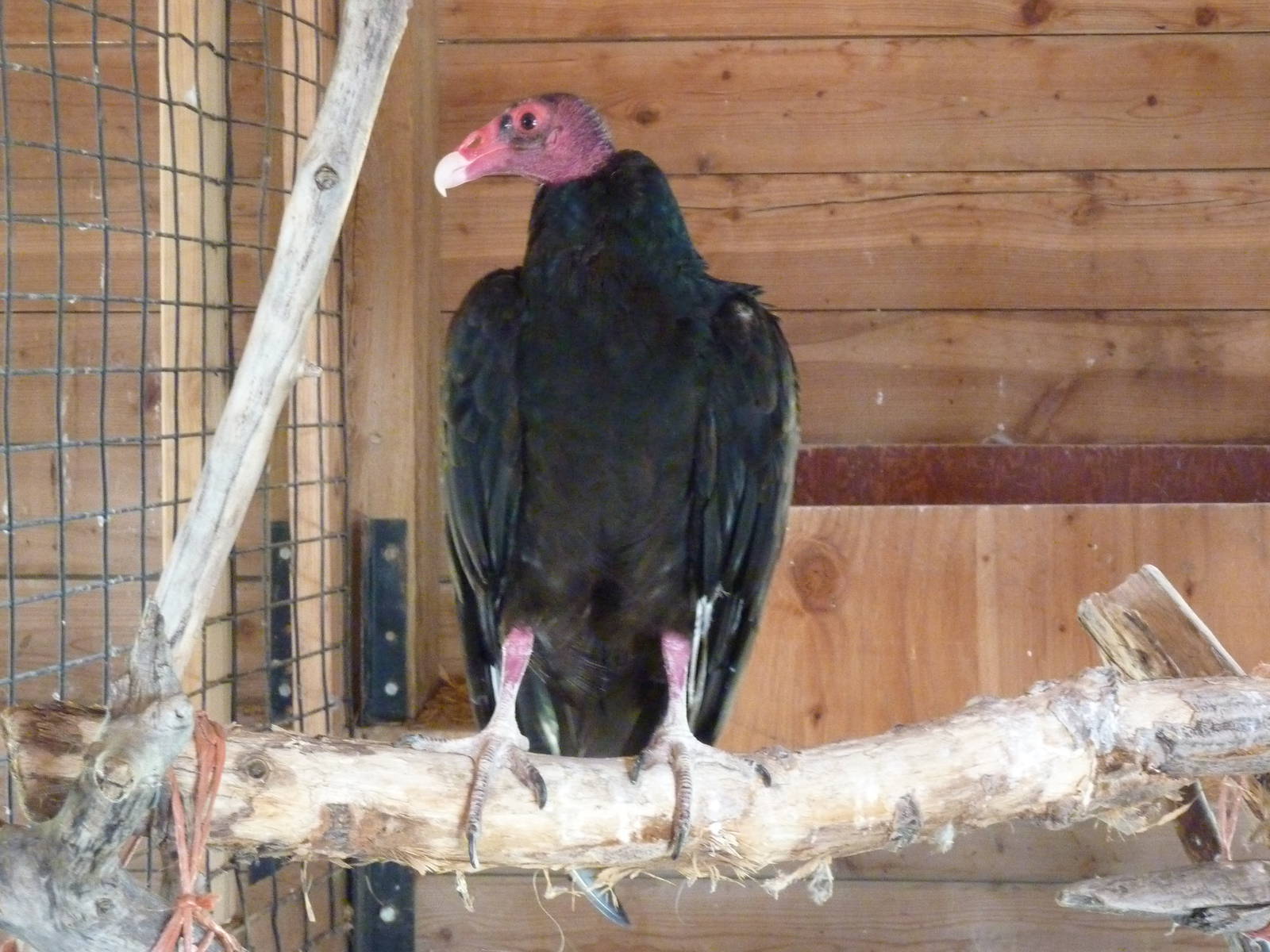 Zoo Montana - Turkey Vulture