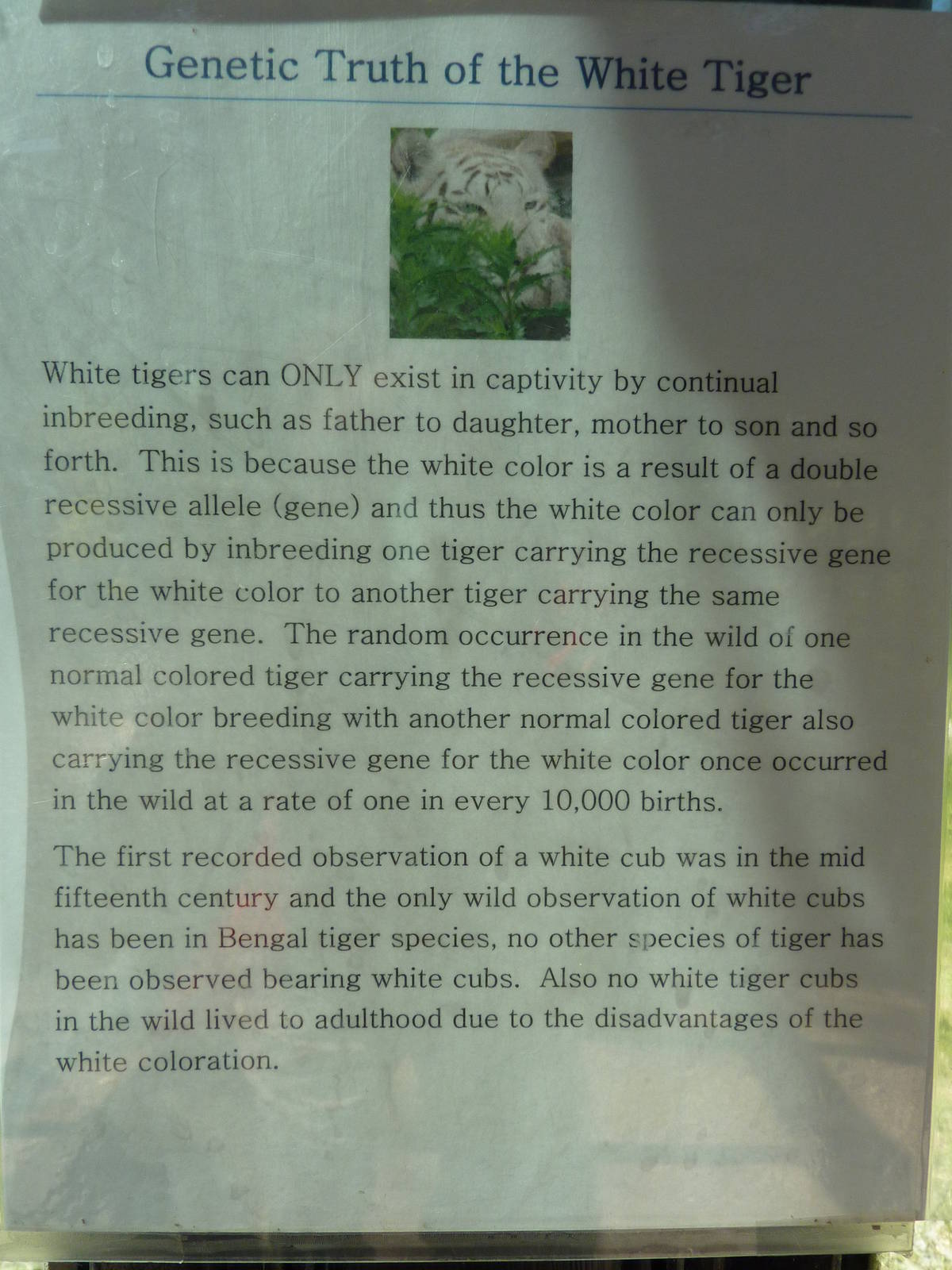 Zoo Montana - White Tiger Sign