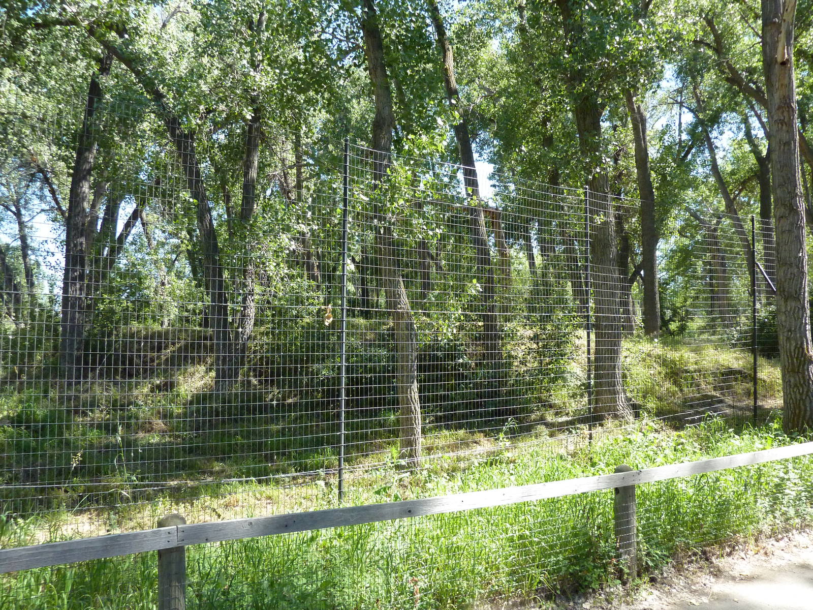 Zoo Montana - Wolf Exhibit