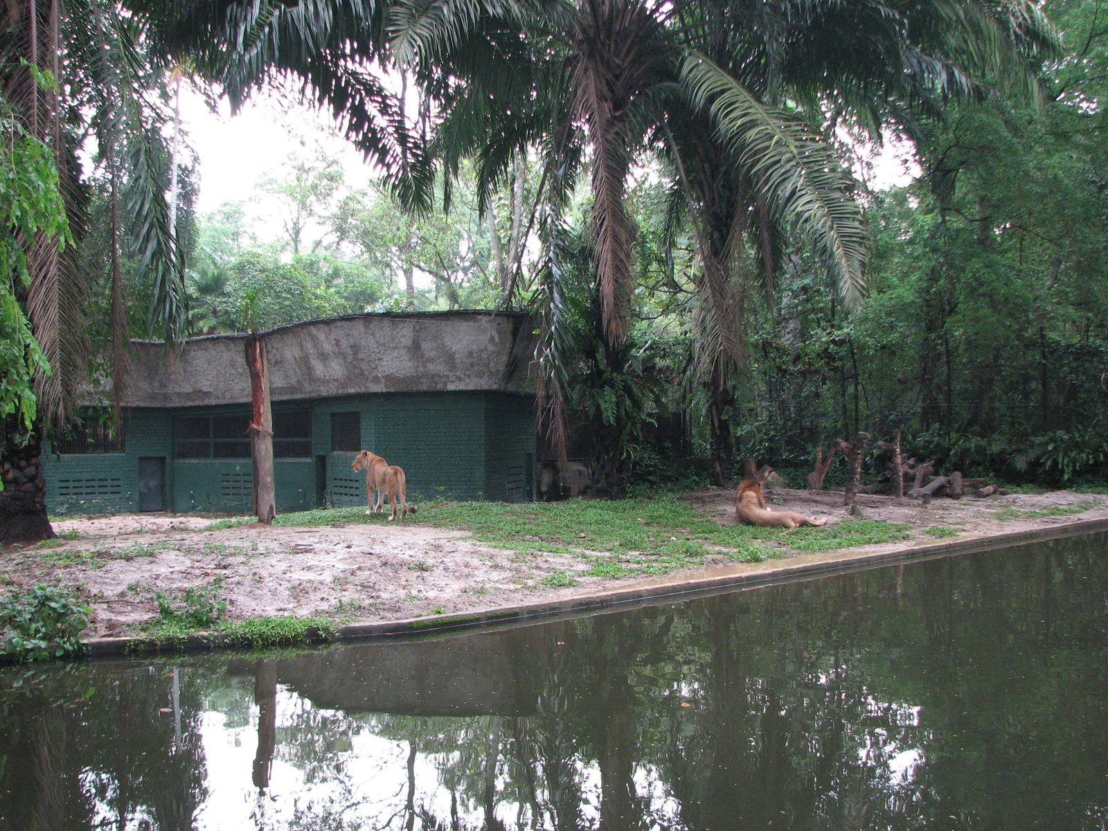 Zoo Negara Malaysia - African Lion exhibit
