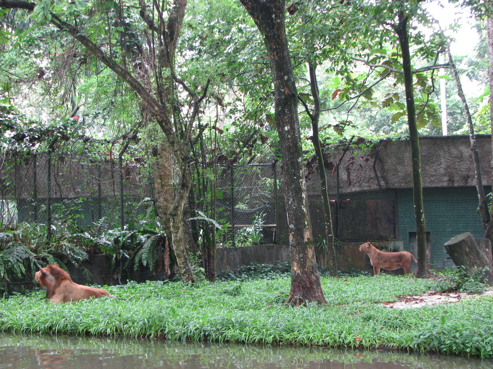 Zoo Negara Malaysia - African Lion exhibit