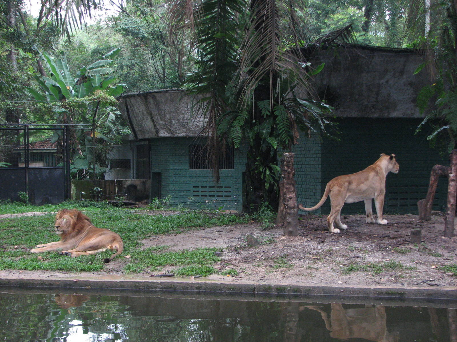 Zoo Negara Malaysia - African Lions