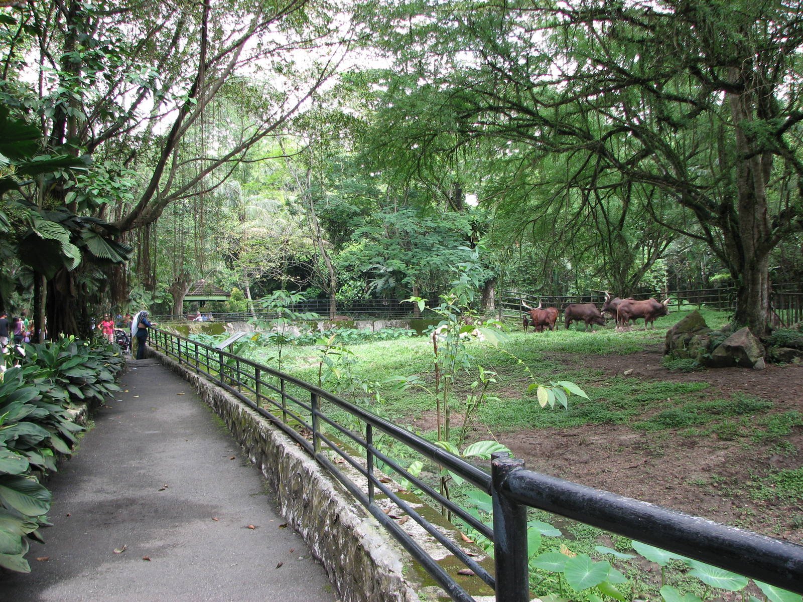 Zoo Negara Malaysia - Along the Ankole Cattle enclosure