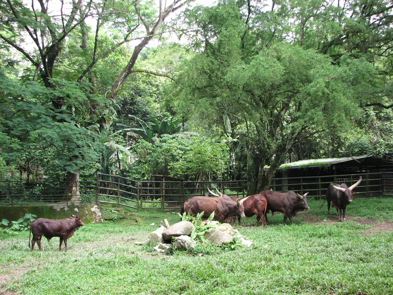 Zoo Negara Malaysia - Ankole Cattle