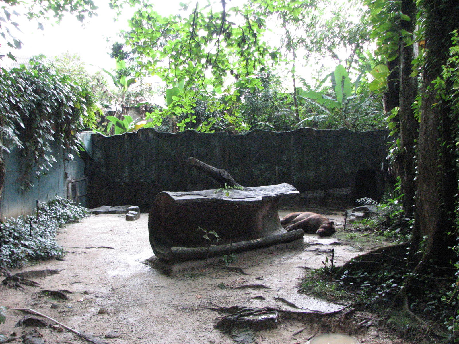 Zoo Negara Malaysia - Another Brown Bear exhibit