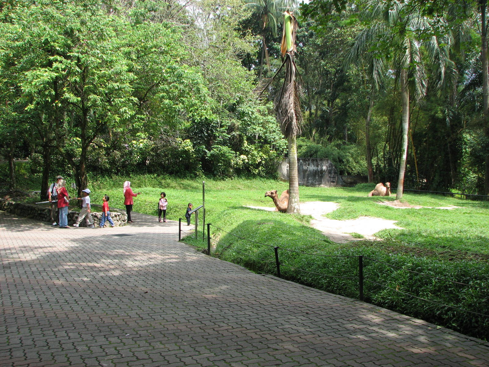 Zoo Negara Malaysia - Arabian Camel enclosure