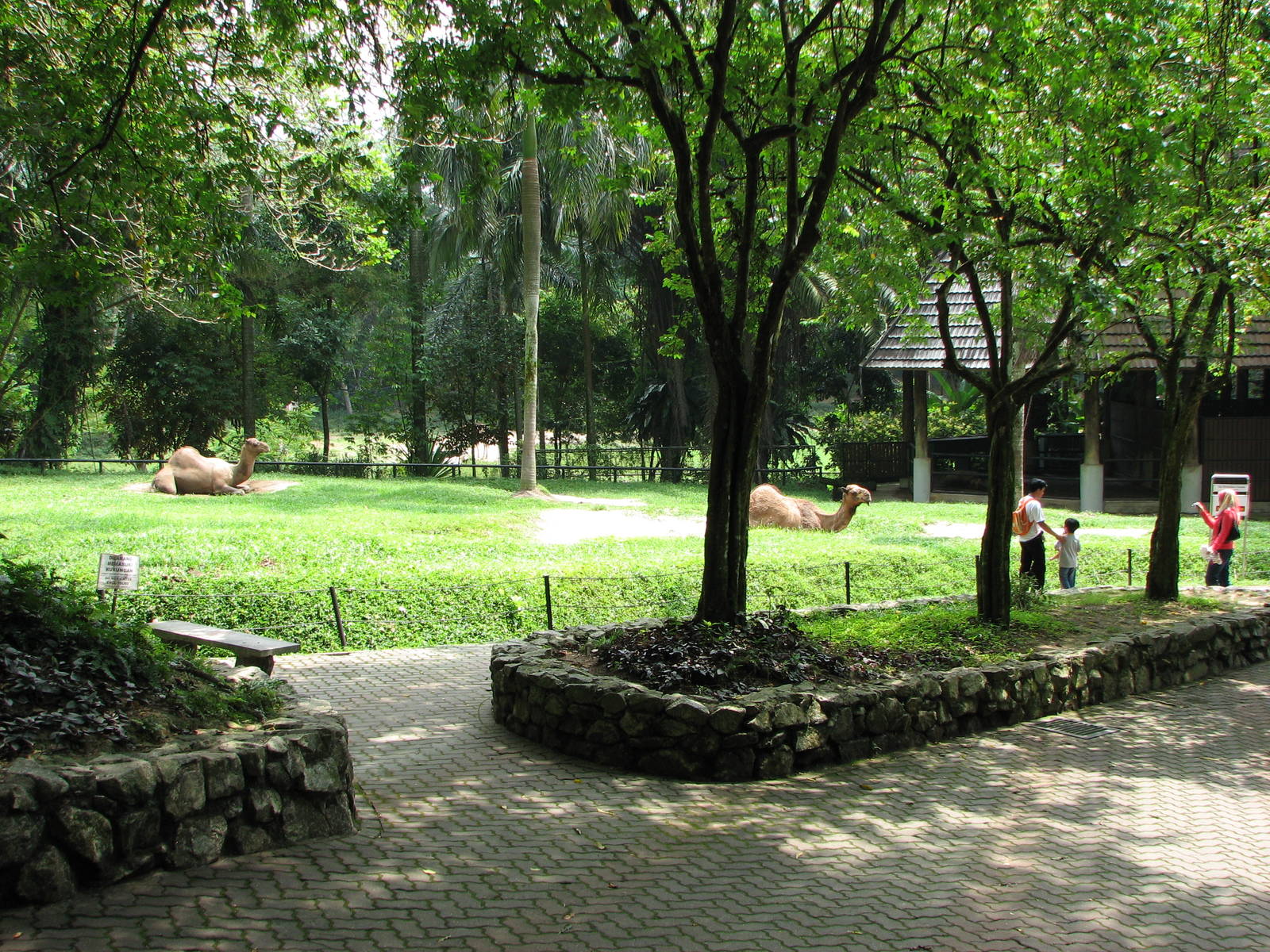 Zoo Negara Malaysia - Arabian Camel enclosure