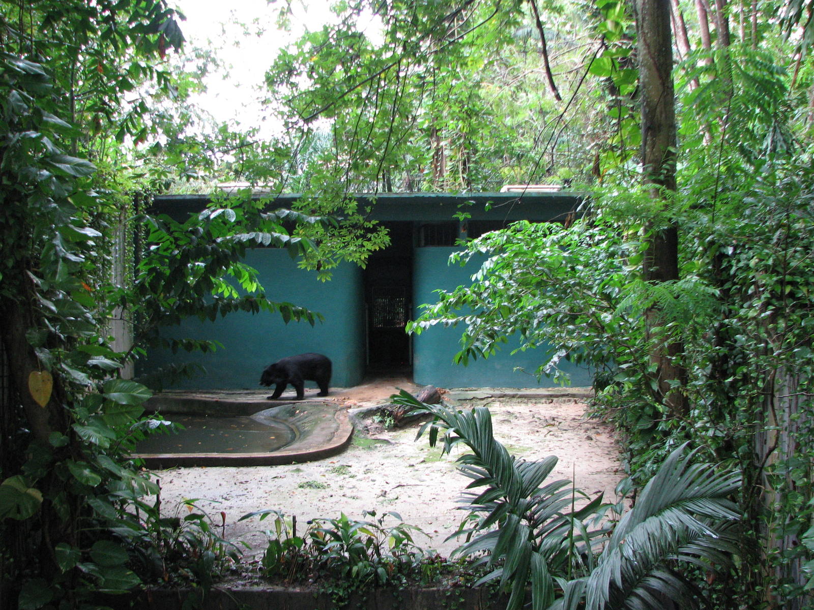 Zoo Negara Malaysia - Asiatic Black Bear exhibit