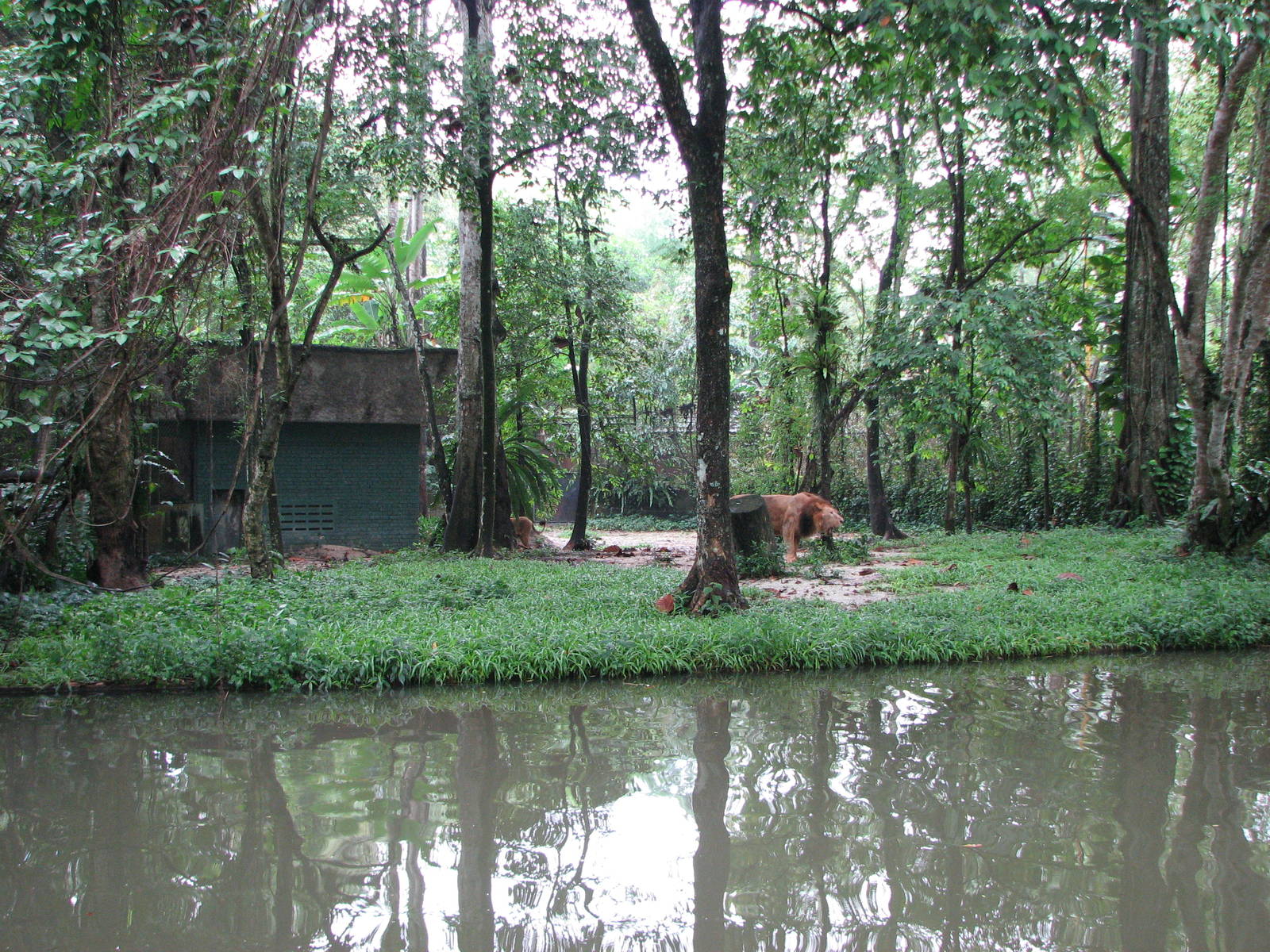 Zoo Negara Malaysia - Asiatic Lion exhibit