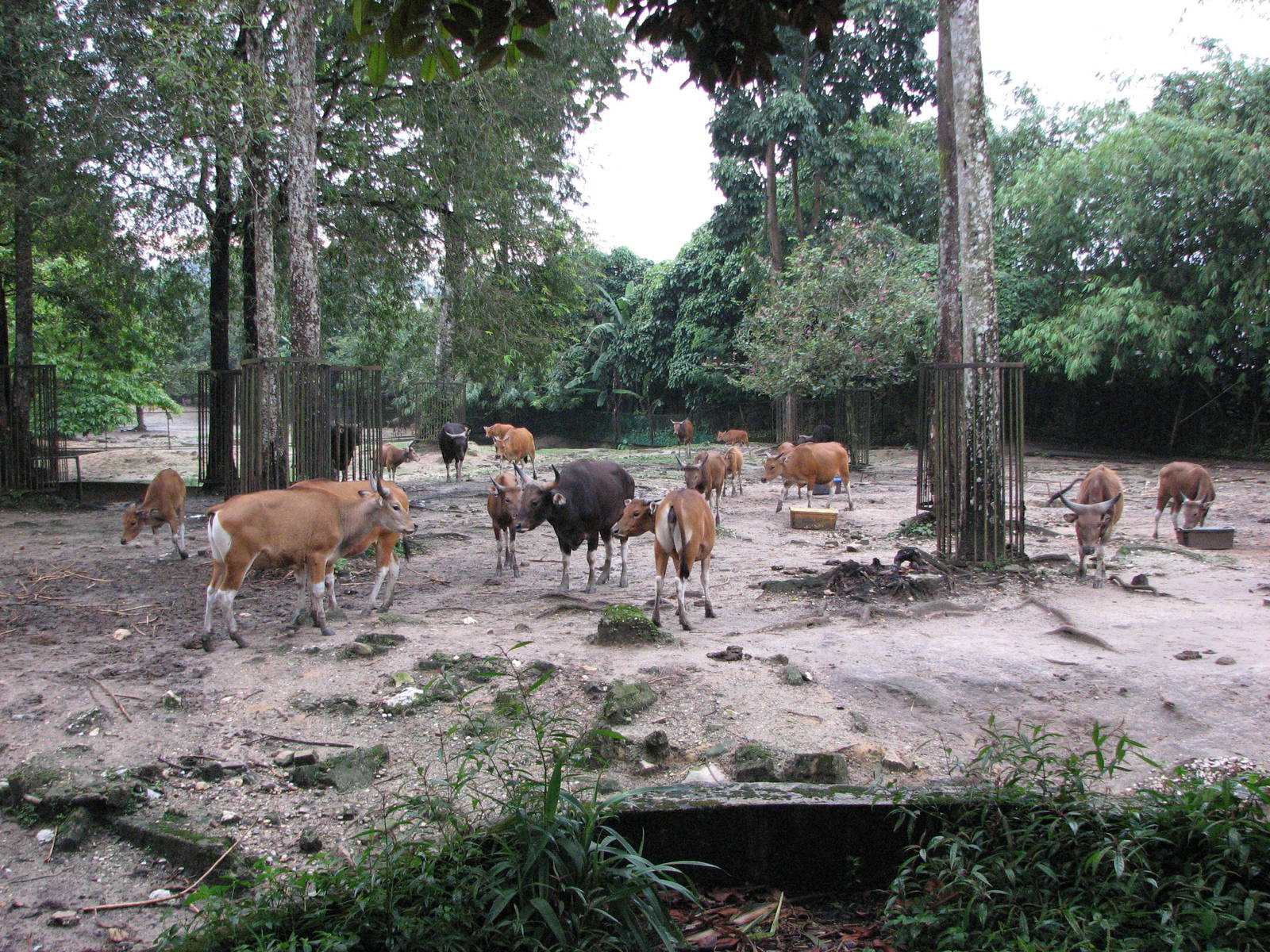 Zoo Negara Malaysia - Bateng herd