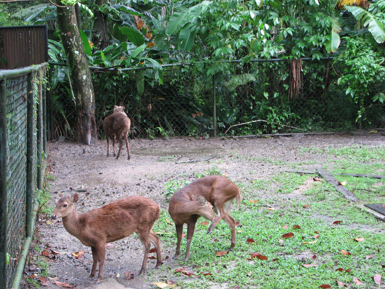 Zoo Negara Malaysia - Bawean Deer?