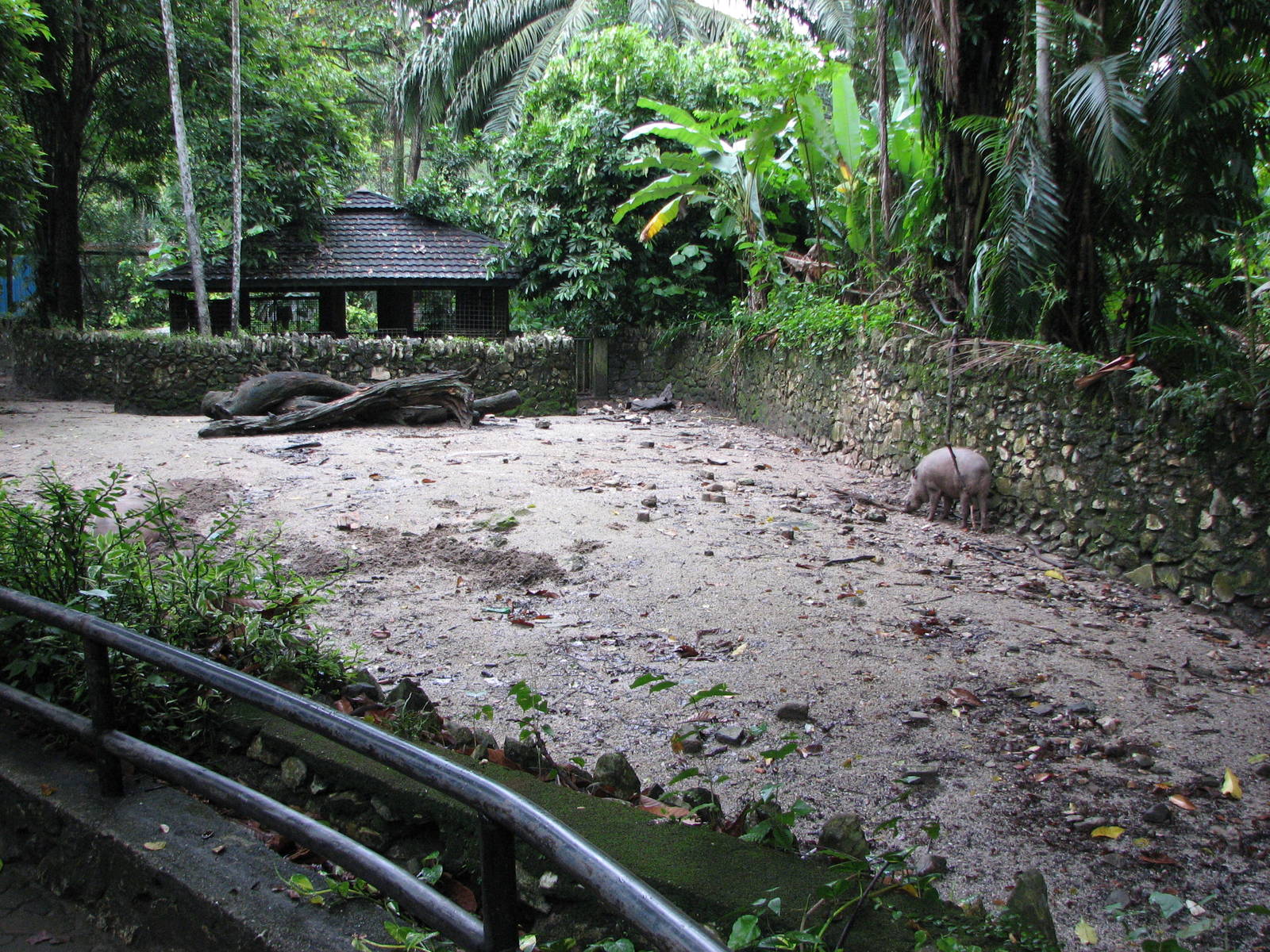 Zoo Negara Malaysia - Bearded Pig exhibit