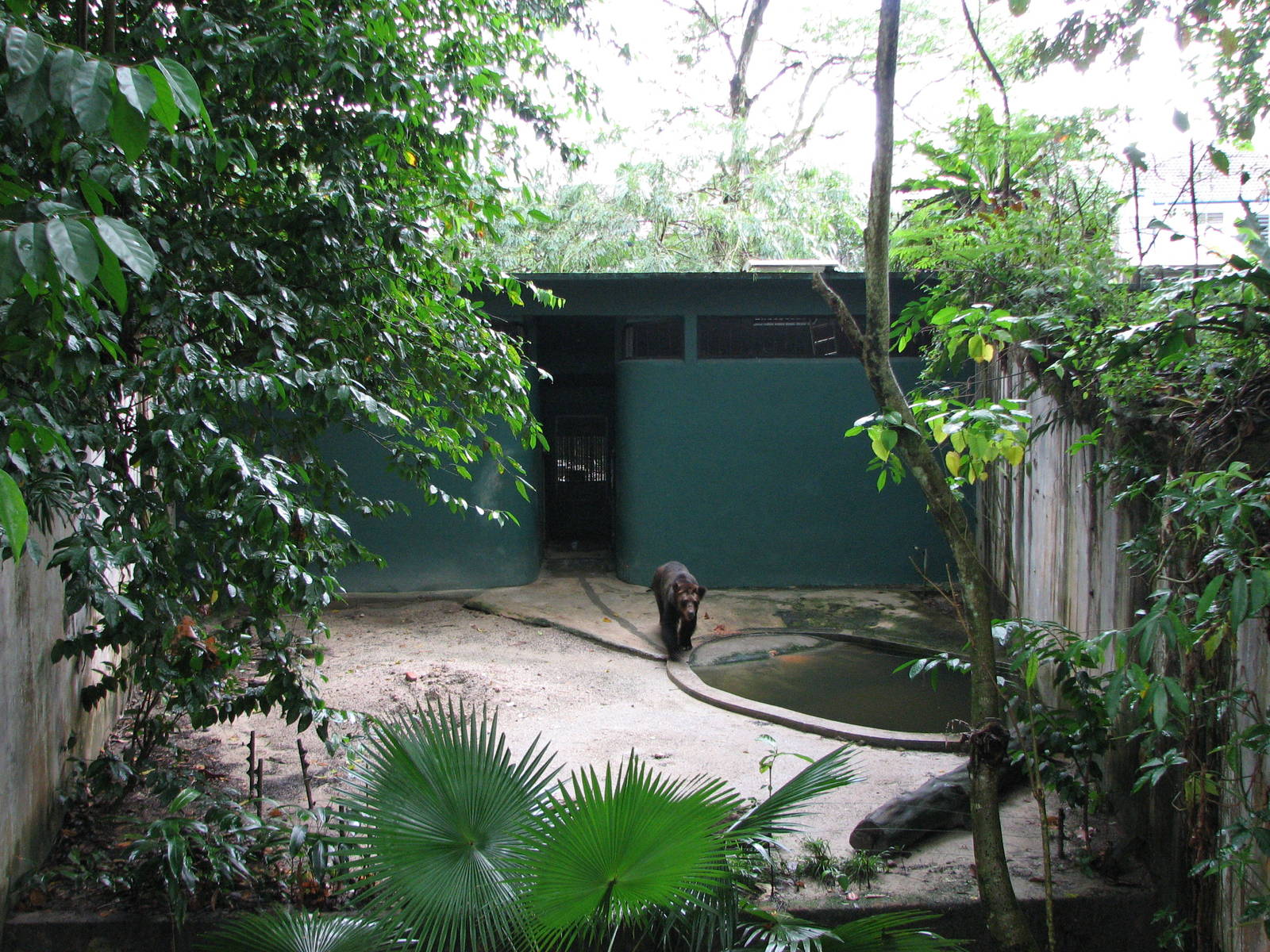 Zoo Negara Malaysia - Brown Bear exhibit