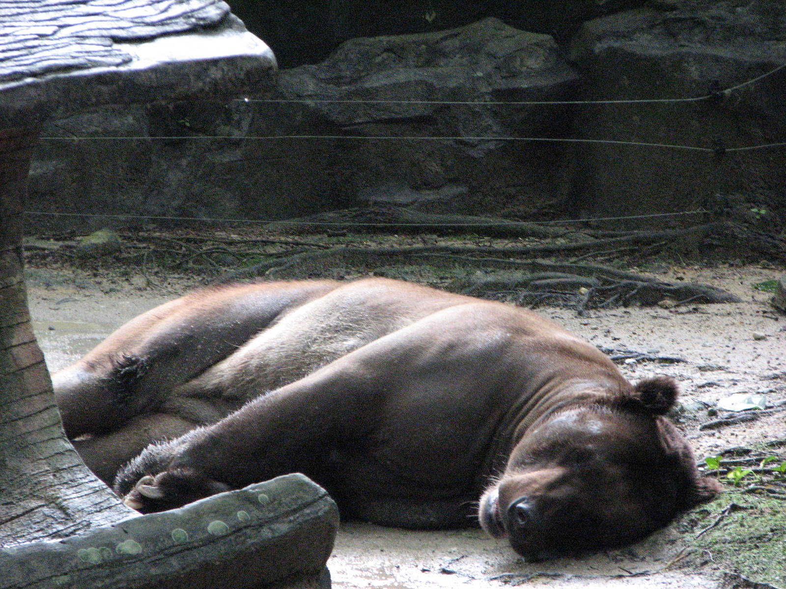Zoo Negara Malaysia - Brown Bear