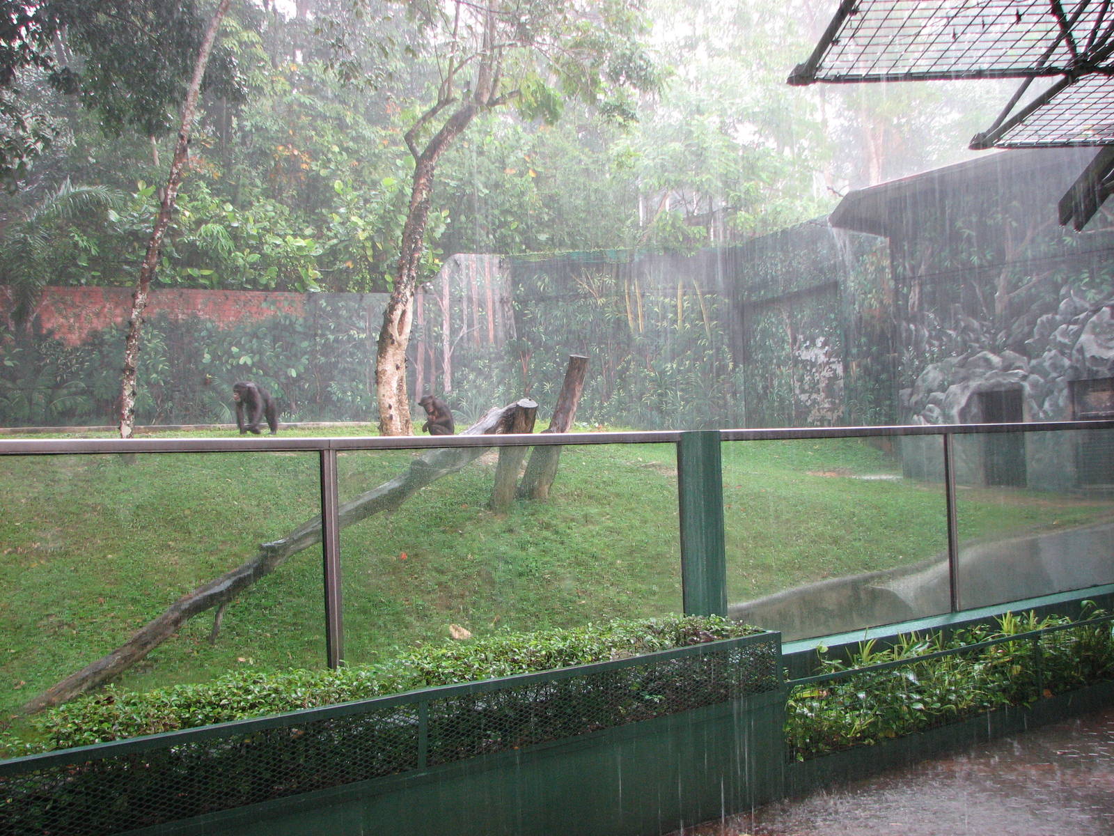 Zoo Negara Malaysia - Chimpanzee exhibit in a rain storm