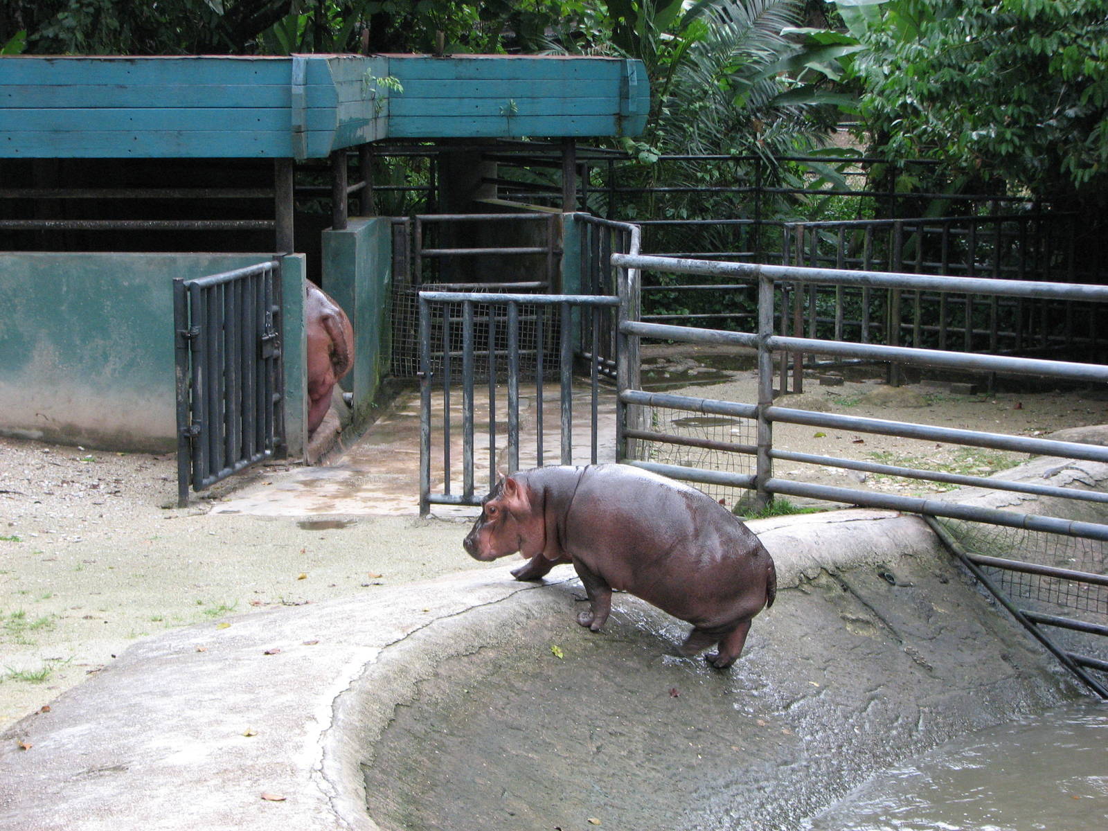 Zoo Negara Malaysia - Common Hippopotamus and calf